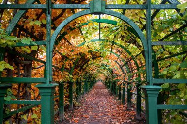 Sonbahar yapraklarıyla süslenmiş kemerin altındaki boş yol