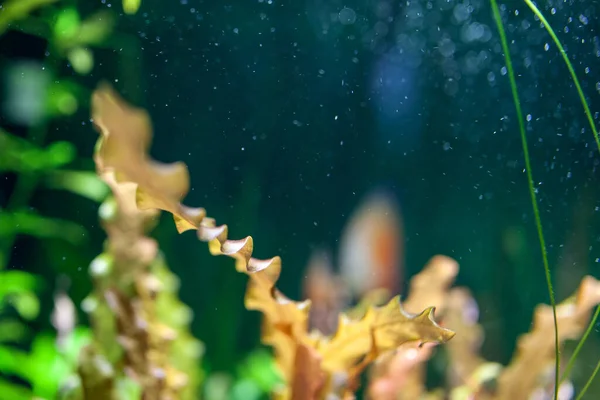 Rahmen Tiefen Unterwasser — Stockfoto
