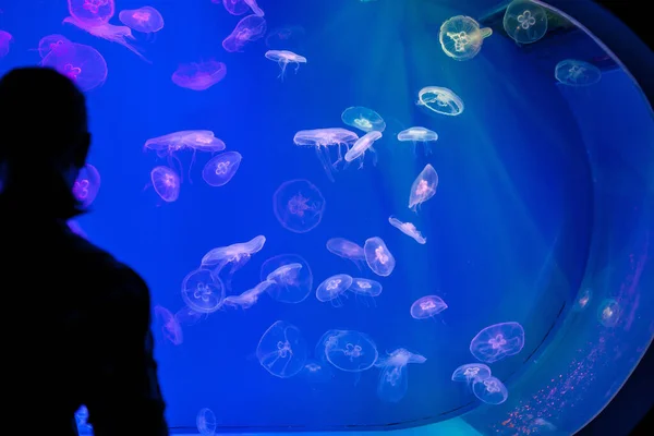Medusa Zwemmen Aquarium — Stockfoto