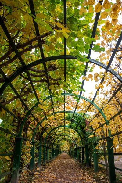 拱下空荡荡的路 装饰着秋天的树叶 — 图库照片