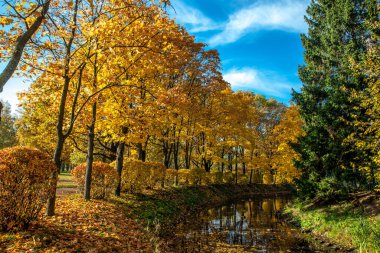 Parkta güzel sonbahar renkleri