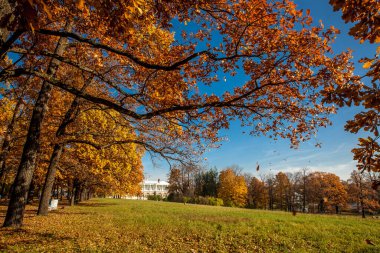 Parkta güzel sonbahar renkleri