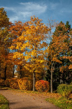 Parkta güzel sonbahar renkleri