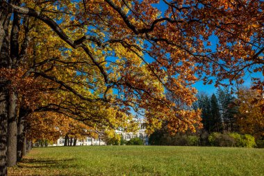 Parkta güzel sonbahar renkleri