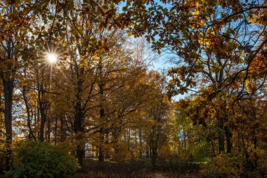 Parkta güzel sonbahar renkleri