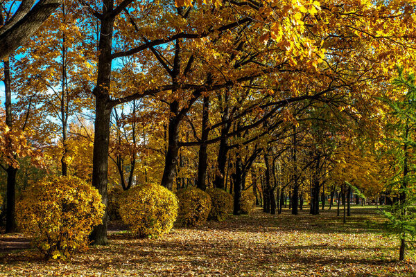 Красивые осенние цвета в парке
