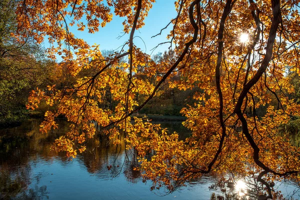 Piękne Kolory Jesieni Parku — Zdjęcie stockowe