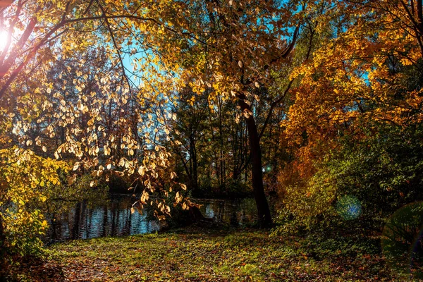 公園の美しい秋の色 ストックフォト