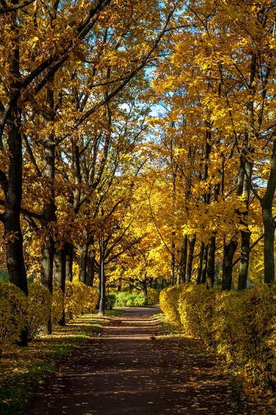公園の美しい秋の色 ロイヤリティフリーのストック画像