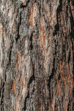 Yazın parkta ağaç kabuğu