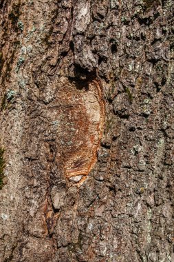 Ağaç kabuğu dokusu