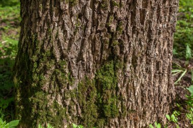 Yazın parkta ağaç kabuğu