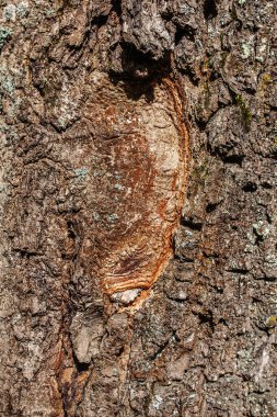 Ağaç kabuğu dokusu