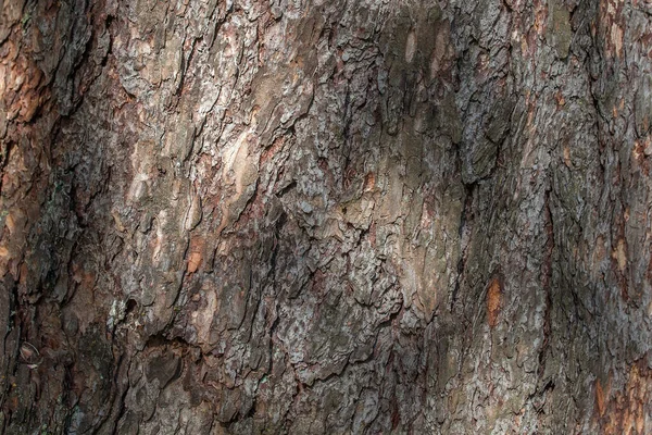 Кора Дерева Парку Влітку — стокове фото