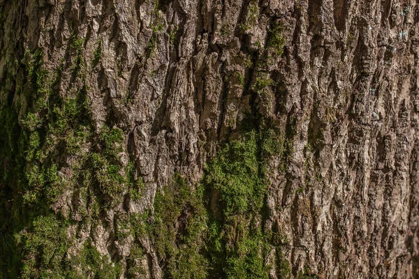 Mossa Vid Bark Träd Parken Sommaren — Stockfoto