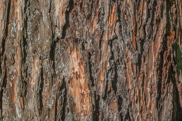 Bark Trädets Struktur — Stockfoto