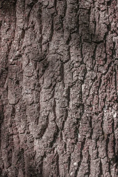 Ağaç Kabuğu Dokusu — Stok fotoğraf