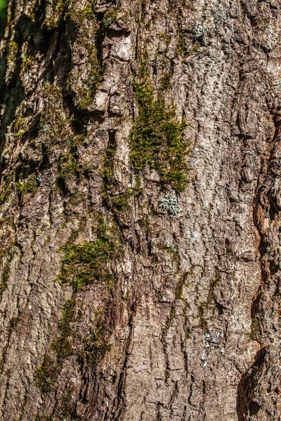 Ağaç Kabuğu Dokusu — Stok fotoğraf