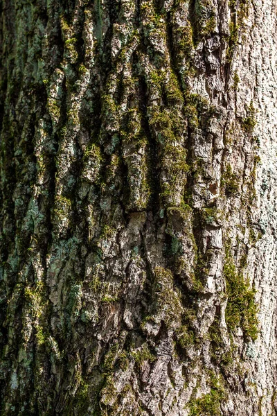 Rinde Der Baumstruktur — Stockfoto