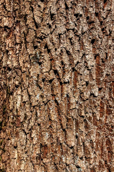 木の質感の樹皮 — ストック写真