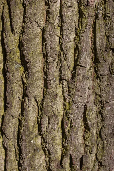Кора Дерева Парке Летом — стоковое фото