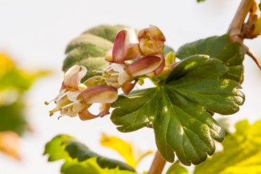 Çiçek çiçek açan Bektaşi