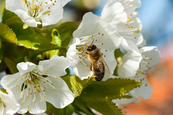 Μέλισσα συλλέγει νέκταρ για τα άνθη της κερασιάς. — Φωτογραφία Αρχείου