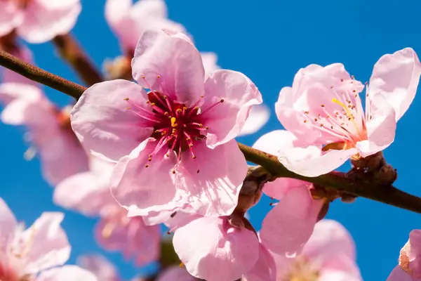 Гілка квітучого персика розташована на блакитному небі — стокове фото