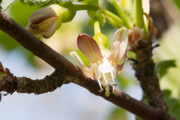 Bloemen van bloeiende kruisbessen — Stockfoto