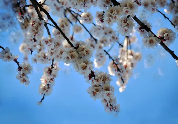 Branch of a blossoming apricot tree — Stock Photo, Image