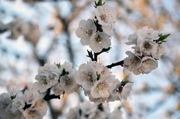 Branch of a blossoming apricot tree — Stock Photo, Image