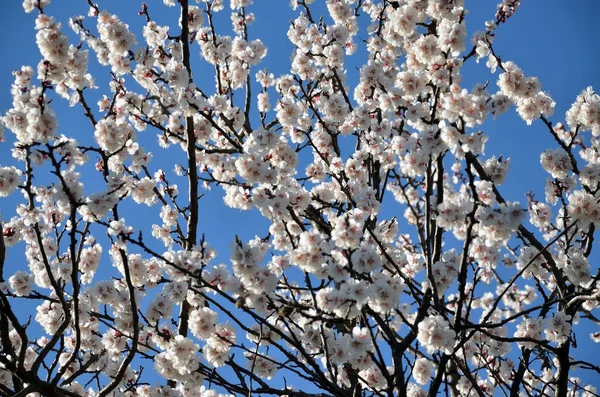 Branch of a blossoming apricot tree — Stock Photo, Image