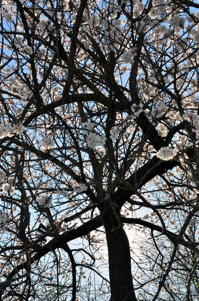 Blossoming old apricot tree — Stock Photo, Image