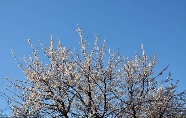 Blossoming old apricot tree — Stock Photo, Image