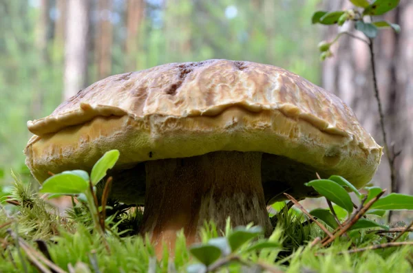 Mushroom in a forest — Stock Photo, Image