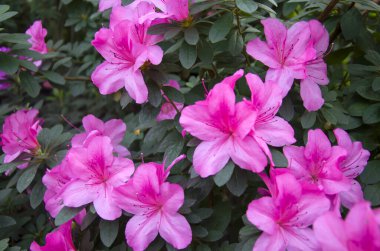 Botanik bahçesinde açelyalar açıyor.