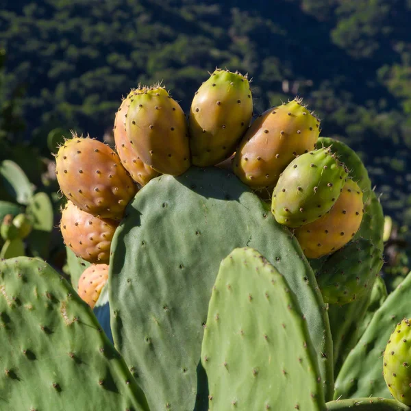 TRIPI SICILIA NATURE — Stock Photo, Image