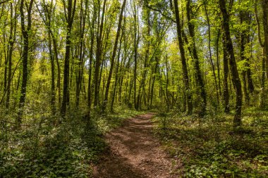 Napoli (İtalya) - Kraterde degli Astroni Doğa Rezervi tüm Phlegraean alanlarının birkaç iyi korunmuş kraterlerinden biridir 