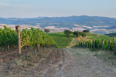 Olgun Şaraplık üzüm Toskana, İtalya üzerinde. Güzel şarap SK