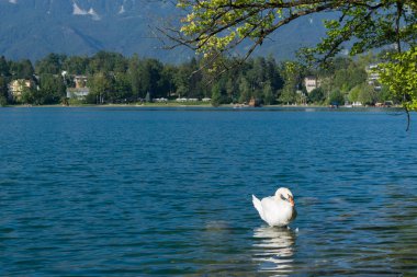 Bled park şehrin sahnede renkli yaz