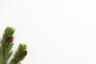 Asgari Noel konsepti. Beyaz arka planda külahlı ladin dalları. Düz konum, üst görünüm, kopyalama alanı.