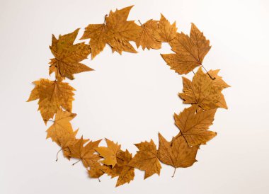 Sonbahar kompozisyonu. Çelenk gri arka planda akçaağaç yaprakları yaptı. Sonbahar, sonbahar, Şükran Günü konsepti. Düz konum, üst görünüm, kopyalama alanı