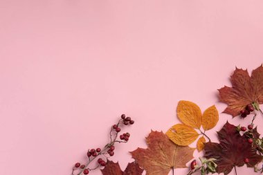 Pembe arka planda sonbahar akçaağaç yaprakları ve şahin dikeni dalları. Düz konum, üst görünüm, kopyalama alanı.