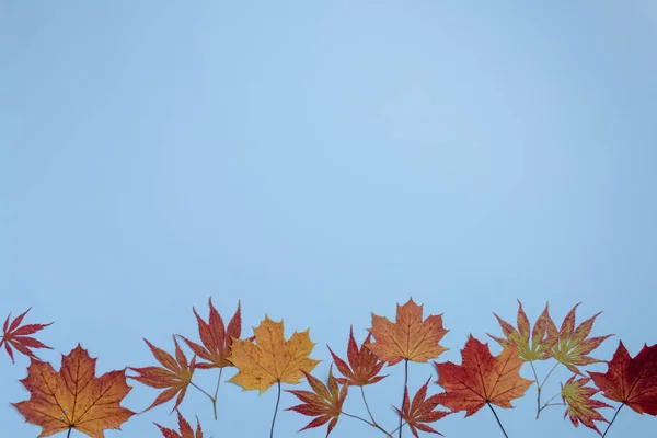 Herbstliche Ahornblätter Auf Blauem Hintergrund Flache Lage Draufsicht Kopierraum — Stockfoto