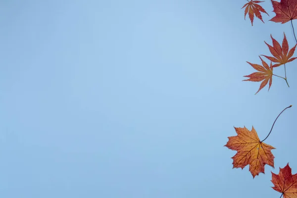 Herbstlich Rote Blätter Auf Blauem Hintergrund Flache Lage Draufsicht Kopierraum — Stockfoto