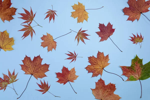 Herbstfarben Ahornblätter Auf Blauem Hintergrund Flache Lage Draufsicht Kopierraum — Stockfoto