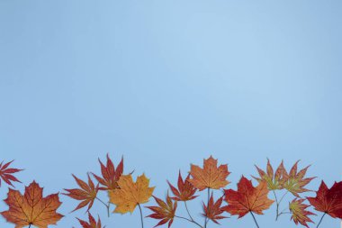 Sonbahar akçaağaç yaprakları mavi arkaplanda. Düz konum, üst görünüm, kopyalama alanı.