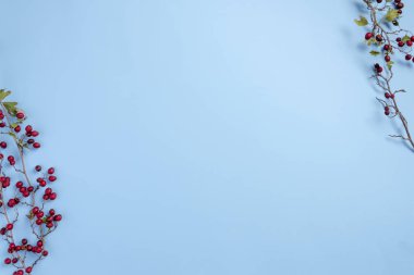 Mavi arka planda izole edilmiş böğürtlenli dikenli dallar. Sonbahar konsepti. Düz konum, üst görünüm, kopyalama alanı.