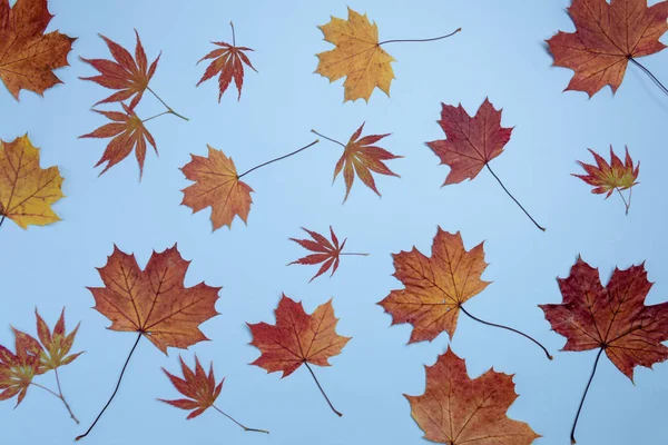 Herbstliche Rote Und Goldene Blätter Auf Blauem Hintergrund Flache Lage — Stockfoto