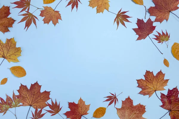 秋の構図 パステルブルーの背景に乾燥した葉 冬のコンセプト フラットレイアウト トップビュー コピースペース — ストック写真